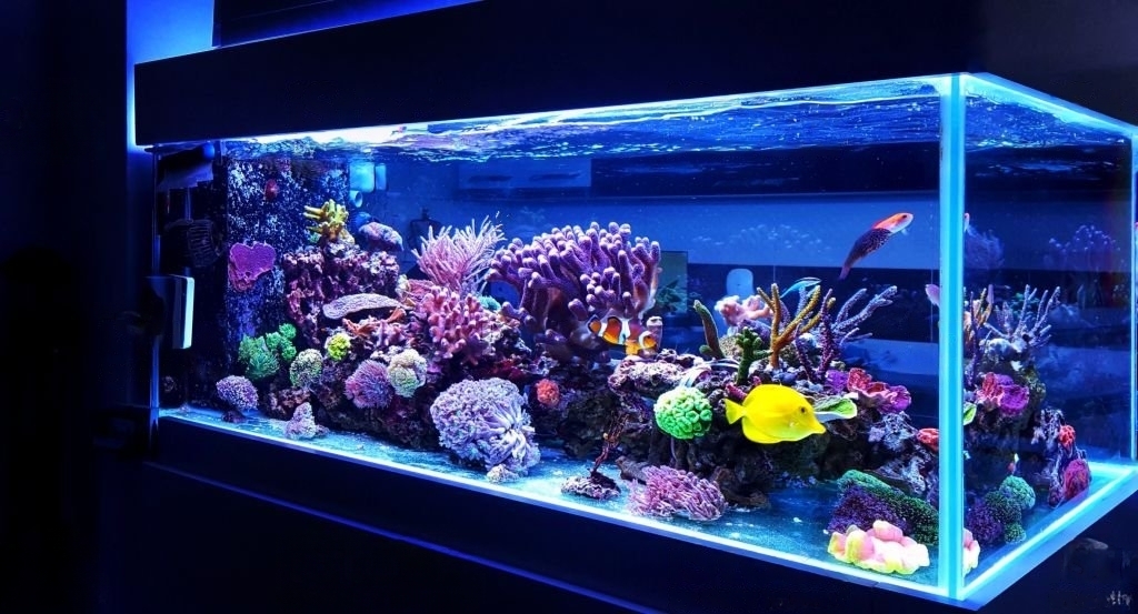 Aquarium Design Clayfield Aquarium 